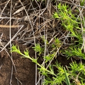 Scleranthus brockiei at Barrington Tops National Park - 19 Dec 2023