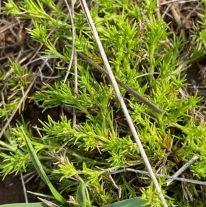 Scleranthus brockiei at Barrington Tops National Park - 19 Dec 2023 09:37 AM