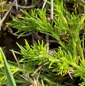 Scleranthus brockiei at Barrington Tops National Park - 19 Dec 2023