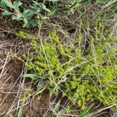 Scleranthus brockiei at Barrington Tops National Park - 19 Dec 2023