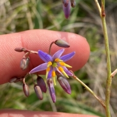 Dianella amoena (Grassland Flax-lily) at Barrington Tops, NSW - 18 Dec 2023 by Tapirlord