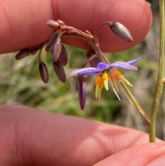 Dianella amoena at Barrington Tops National Park - 19 Dec 2023