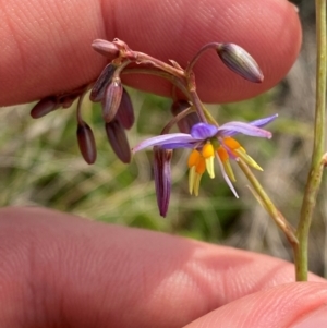 Dianella amoena at Barrington Tops National Park - 19 Dec 2023