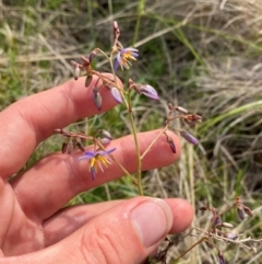 Dianella amoena at Barrington Tops National Park - suppressed