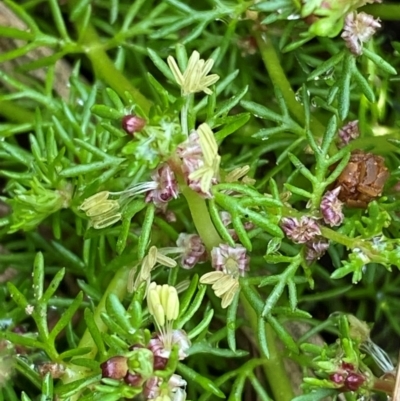 Myriophyllum alpinum (Alpine Water-milfoil) at Barrington Tops, NSW - 18 Dec 2023 by Tapirlord