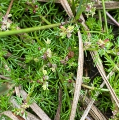 Myriophyllum alpinum at Barrington Tops National Park - 19 Dec 2023 09:28 AM