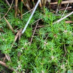 Myriophyllum alpinum at Barrington Tops National Park - 19 Dec 2023 09:28 AM