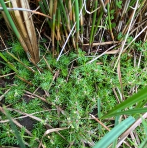 Myriophyllum alpinum at Barrington Tops National Park - 19 Dec 2023 09:28 AM