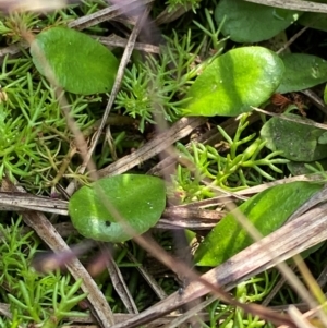 Lobelia surrepens at Barrington Tops National Park - 19 Dec 2023