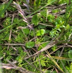 Lobelia surrepens at Barrington Tops National Park - 19 Dec 2023