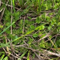 Lobelia surrepens at Barrington Tops National Park - 19 Dec 2023 09:28 AM