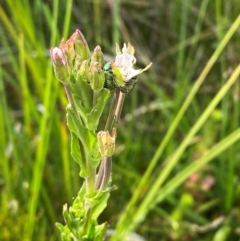 Epilobium gunnianum (Gunn's Willow-herb) at Barrington Tops National Park - 19 Dec 2023 by Tapirlord