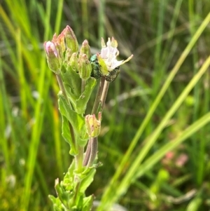 Epilobium gunnianum at Barrington Tops National Park - 19 Dec 2023 09:28 AM