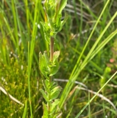 Epilobium gunnianum at Barrington Tops National Park - 19 Dec 2023 09:28 AM