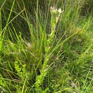 Epilobium gunnianum at Barrington Tops National Park - 19 Dec 2023 09:28 AM