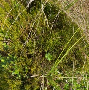 Empodisma minus at Barrington Tops National Park - 19 Dec 2023