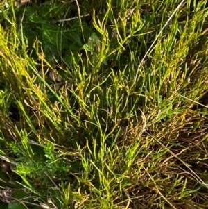 Empodisma minus at Barrington Tops National Park - 19 Dec 2023