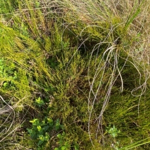 Empodisma minus at Barrington Tops National Park - 19 Dec 2023