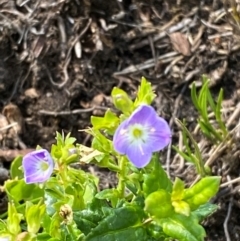 Veronica sobolifera at Barrington Tops National Park - 18 Dec 2023 by Tapirlord