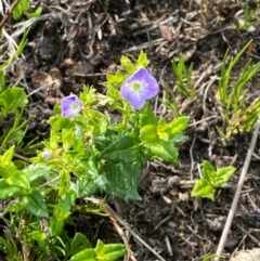 Veronica sobolifera at Barrington Tops National Park - 19 Dec 2023