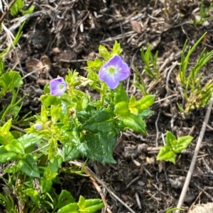 Veronica sobolifera at Barrington Tops National Park - 19 Dec 2023 09:23 AM