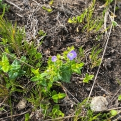 Veronica sobolifera at Barrington Tops National Park - 19 Dec 2023 09:23 AM