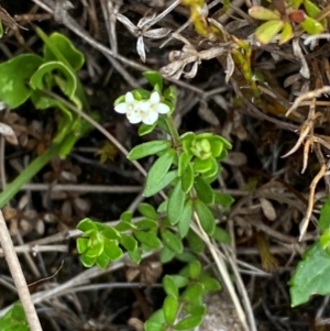 Asperula gunnii at Barrington Tops National Park - 19 Dec 2023 09:22 AM