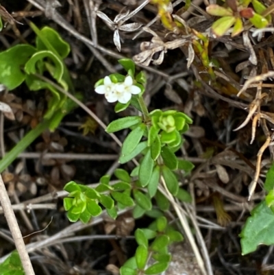 Asperula gunnii (Mountain Woodruff) at Barrington Tops National Park - 19 Dec 2023 by Tapirlord