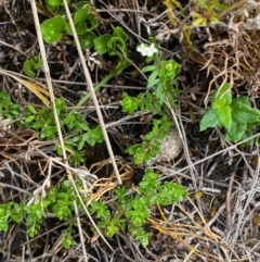 Asperula gunnii at Barrington Tops National Park - 19 Dec 2023 09:22 AM