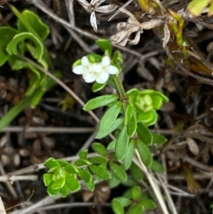 Asperula gunnii at Barrington Tops National Park - 19 Dec 2023 09:22 AM