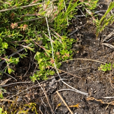 Gonocarpus micranthus subsp. micranthus (Creeping Raspwort) at Barrington Tops National Park - 18 Dec 2023 by Tapirlord