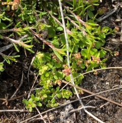 Gonocarpus micranthus subsp. micranthus at Barrington Tops National Park - 19 Dec 2023 09:22 AM