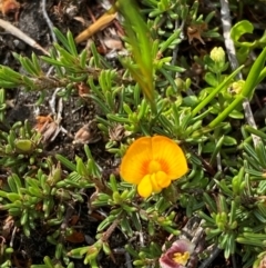 Pultenaea fasciculata (Bundled Bush-pea) at Barrington Tops, NSW - 18 Dec 2023 by Tapirlord