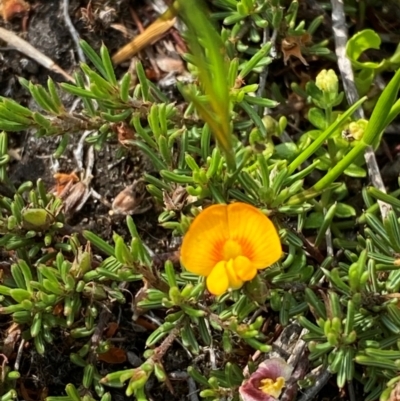 Pultenaea fasciculata (Bundled Bush-pea) at Barrington Tops, NSW - 18 Dec 2023 by Tapirlord