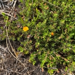 Pultenaea fasciculata at Barrington Tops National Park - 19 Dec 2023 09:22 AM
