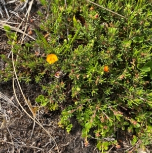 Pultenaea fasciculata at Barrington Tops National Park - 19 Dec 2023 09:22 AM
