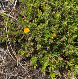 Pultenaea fasciculata at Barrington Tops National Park - 19 Dec 2023