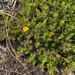 Pultenaea fasciculata at Barrington Tops National Park - 19 Dec 2023