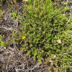 Pultenaea fasciculata at Barrington Tops National Park - 19 Dec 2023 09:22 AM