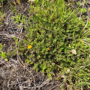 Pultenaea fasciculata at Barrington Tops National Park - 19 Dec 2023
