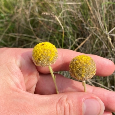 Craspedia canens (Grey Billy Buttons) at Barrington Tops National Park - 18 Dec 2023 by Tapirlord