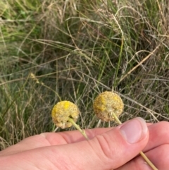 Craspedia canens at Barrington Tops National Park - suppressed