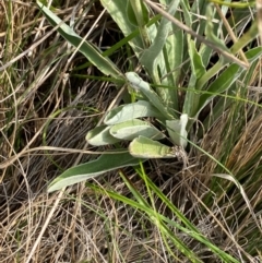 Craspedia canens at Barrington Tops National Park - 19 Dec 2023