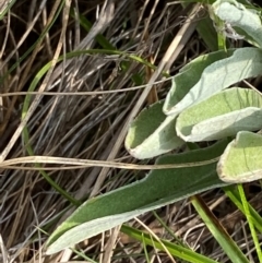 Craspedia canens at Barrington Tops National Park - suppressed