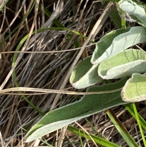 Craspedia canens at Barrington Tops National Park - 19 Dec 2023