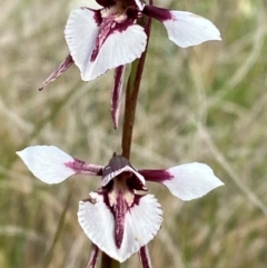 Diuris venosa (Veined Doubletail) at Barrington Tops National Park - 18 Dec 2023 by Tapirlord