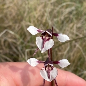 Diuris venosa at Barrington Tops National Park - suppressed