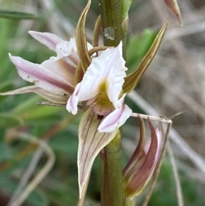 Prasophyllum basalticum (Snowy Leek Orchid) at Barrington Tops National Park - 18 Dec 2023 by Tapirlord