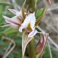 Prasophyllum basalticum (Snowy Leek Orchid) at Barrington Tops National Park - 18 Dec 2023 by Tapirlord