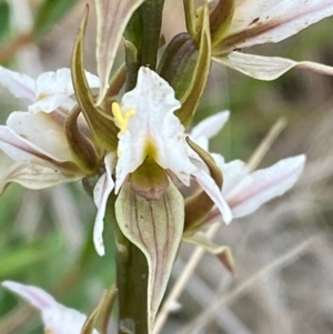 Prasophyllum basalticum at suppressed - suppressed